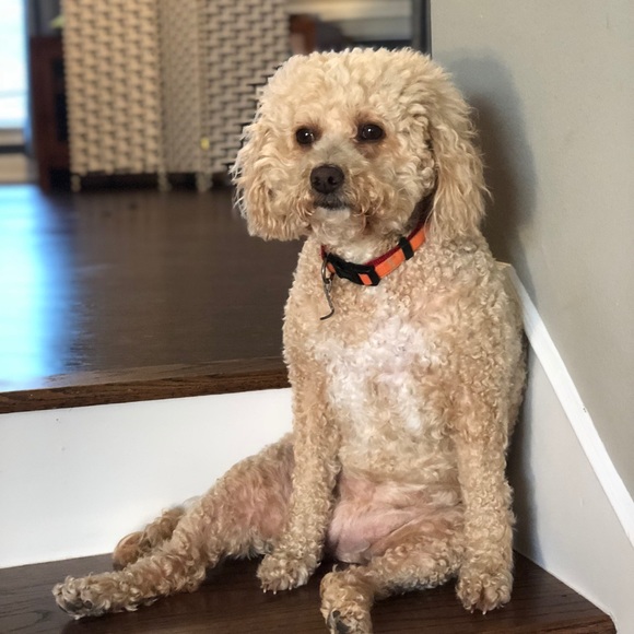 Profile Picture of Andrew Fergusom (@andrew62783) on Poshmark