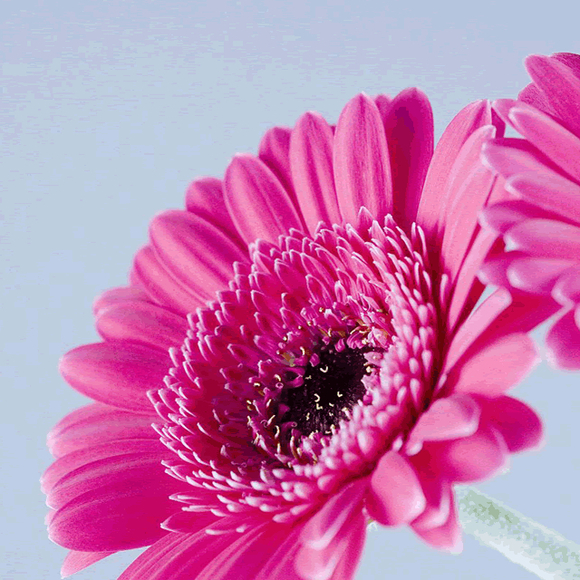 Profile Picture of Alisha Duncan (@a1980) on Poshmark