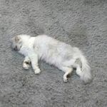 Profile Picture of Mohammad Abdelaziz (@mohammad.abdelaziz.351) on Instagram