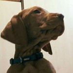 Profile Picture of Vaskó Kende (@vaskokende) on Instagram