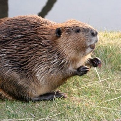 Profile Picture of Beverly Hill Beavers (@BHillBeavers) on Twitter