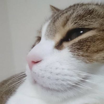 Profile Picture of Tom@LYモノラル (@monauralman19) on Twitter