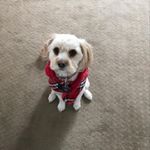 Profile Picture of cleorussie (@cleorussie) on Instagram