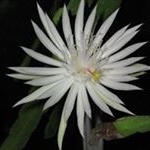 Profile Picture of Jean Wiseman (@jeanbwiseman) on Instagram