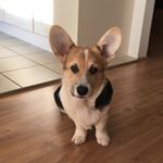 Profile Picture of Geoffrey Frank (@geoffreyfrank_corgi) on Instagram