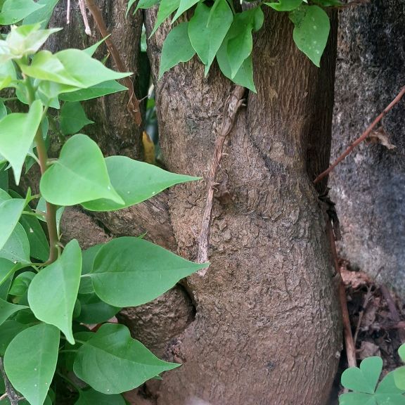 Profile Picture of Sonia Blair (@sonia.blair07) on Tiktok