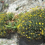 Profile Picture of Fratelli Italiani (@fratelli italiani) on Flickr