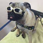 Profile Picture of Jason Cogswell (@eastcoastmudder) on Instagram