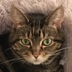 Profile Picture of Nancy Fox (@Nancy-Fox) on Facebook