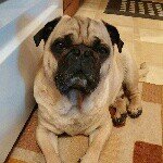 Profile Picture of Ralph🍔 (@ralphpugsley) on Instagram