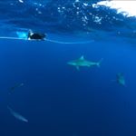 Profile Picture of Samantha Beals (@samjbeals) on Instagram