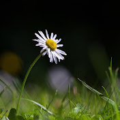 Profile Picture of Richard Curzon (@centurion1916) on Youtube