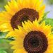 Profile Picture of Ora Mitchell (@oford067769) on Pinterest