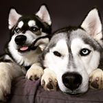 Profile Picture of Cora And Sullivan❤️🐾 (@cora_theexplorer_) on Instagram