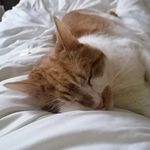 Profile Picture of Sharon Macgregor (@georgethegingercat15) on Instagram