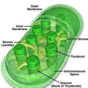 Profile Picture of Ryan Lundquist (@chloroplast1) on Myspace