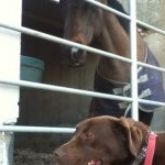 Profile Picture of My Beautiful Animals🐴🐶😘 (@chancerxruby) on Instagram