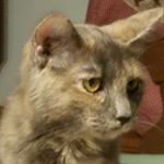 Profile Picture of Tommy McGuire (@tommy_mcguire19) on Instagram