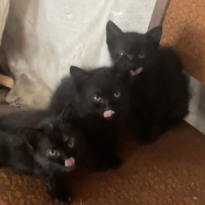 Profile Picture of Tomas Šandor (@thomassandor5) on Tiktok