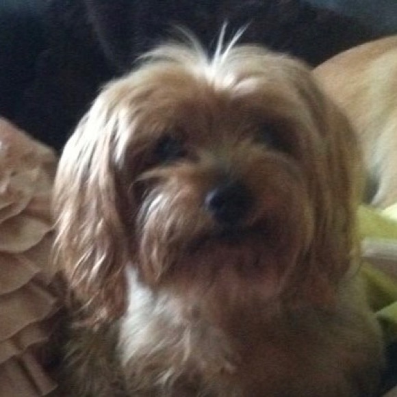 Profile Picture of Elizabeth Burguess (@20james) on Poshmark