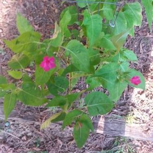 Profile Picture of Lisa Stricklin (@LisaStricklin3) on Twitter