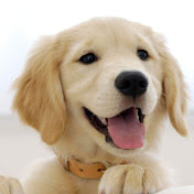 Carson Dunn - Youtube Profile Picture of Carson Dunn (@carsondunn5313) on Youtube