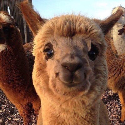 Profile Picture of Julie Monahan (@xoju1iexo) on Twitter