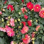 Profile Picture of Connie Clarke-alphonso (@connieclarkealphonso) on Instagram