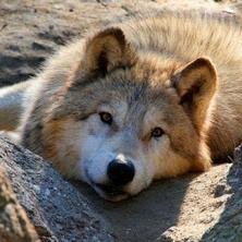 Profile Picture of Aaron Perez (@AaronLobo19849) on Twitter