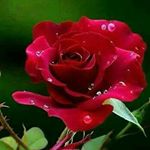 Profile Picture of Anil D'mello (@anildmello752) on Instagram