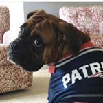 Profile Picture of Maximus Yagoobian {Goob} (@goob_the_boxer) on Instagram