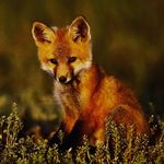 Profile Picture of курочка (@kuracka_bulocka) on Instagram