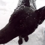 Abbey:) - Instagram Profile Picture of Abbey:) (@abbey_the_german_shepherd) on Instagram