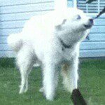 Profile Picture of Jeffery The Polar Bear (@plump_jeffery) on Instagram