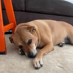 Profile Picture of Cooper Perham (@Cooper-Perham) on Facebook