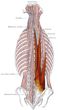 Profile Picture of Erector spinae muscleson Wikipedia