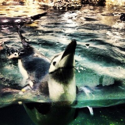 Profile Picture of Katelyn Bowman (@GuilerBowman) on Twitter