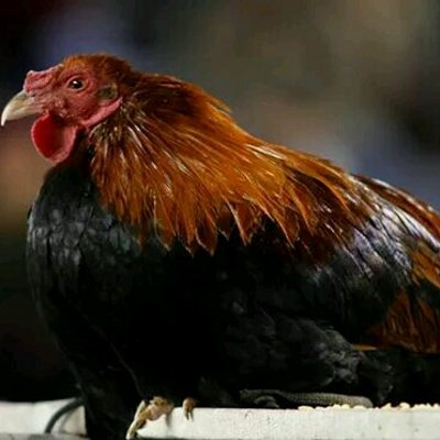 Profile Picture of Tony Huggins (@Carolinagamecks) on Twitter