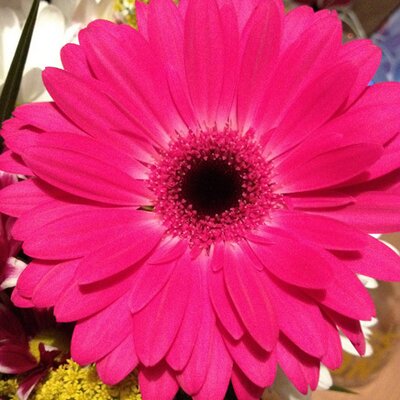 Profile Picture of Eleanor Roberts (@Ellievrroberts) on Twitter