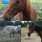 Profile Picture of Lisa Herrington (@myhorsesrubyflashandmorgaine) on Instagram