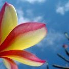 Profile Picture of Roberta Sandoval (@bertsand) on Pinterest