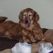 Profile Picture of Jodi Houston-Browne' (@jhoustonbrowne) on Pinterest