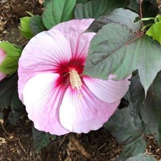 Profile Picture of Donna Cercone (@donna.cercone215) on Facebook