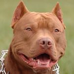 Profile Picture of Jason Balderrama (@franchise_101) on Instagram