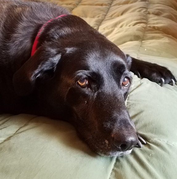 Profile Picture of Bonnie Maclagan (@johnnycrows) on Poshmark