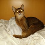 Profile Picture of Ron Larson (@vegas_vagrant) on Instagram