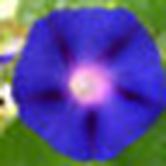 Profile Picture of Lisa Corum Fox (@glcfox) on Flickr