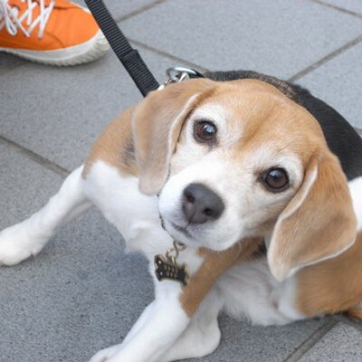 Profile Picture of Yukieinoue (@ruriluke) on Twitter