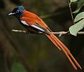 Red-bellied paradise flycatcher - Wikipedia Profile Picture of Red-bellied paradise flycatcheron Wikipedia