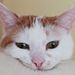 Profile Picture of Alan Dietrich (@alandietrich2006) on Pinterest